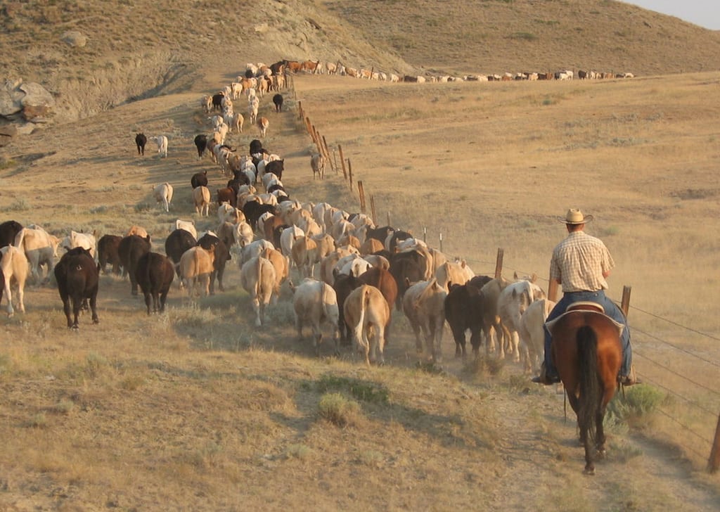 Kowboje prowadzą stado krów