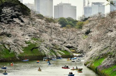 Event Hanami czyli Japońskie święto wiosny